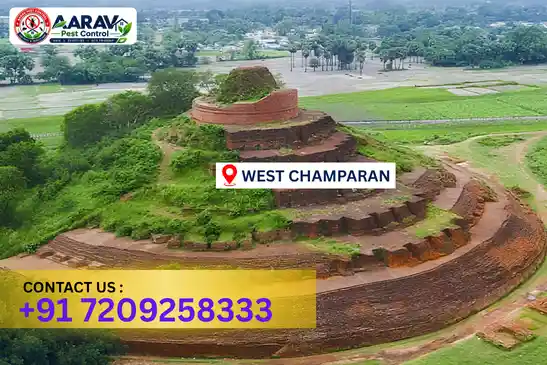 pest control in west champaran, pest control west champaran, pest control services west champaran, pest control company in west champaran, aarav pest control west champaran, best pest control in west champaran, professional pest control west champaran, termite control in west champaran, termite treatment west champaran, cockroach control west champaran, bed bug control west champaran, mosquito control west champaran, rat control west champaran, rodent control west champaran, ant control west champaran, lizard control west champaran, wood borer control west champaran, wood borer treatment west champaran, general pest control west champaran, home pest control west champaran, commercial pest control west champaran, pest control near me west champaran, pest control price west champaran, pest control price list west champaran, price list in west champaran, pest control cost west champaran, termite control price west champaran, wood borer treatment price west champaran, best pest control company in west champaran, pest control service in west champaran, aarav pest control price list west champaran, aarav pest control termite control west champaran, aarav pest control wood borer treatment west champaran