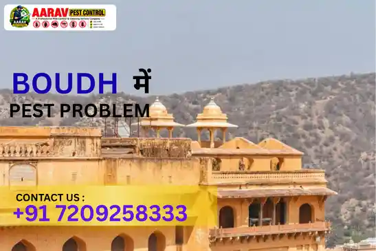 pest control in boudh, pest control service boudh, best pest control in boudh, pest control company in boudh, pest control services odisha, termite control boudh, cockroach control boudh, mosquito control boudh, ant control boudh, rodent control boudh, bed bug control boudh, fly control boudh, lizard control boudh, residential pest control boudh, commercial pest control boudh, professional pest control boudh, home pest control boudh, office pest control boudh, pest management boudh, pest treatment boudh, pest control near boudh, aarav pest control boudh, pest control in kantamal, pest control in harabhanga, pest control in manamunda, pest control in purunakatak, pest control in baunsuni, pest control near boudh odisha, pest control services near me boudh