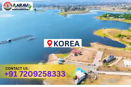 pest control in korea, pest control koriya, pest control services korea, pest control company in korea, best pest control in korea, professional pest control korea, termite control in korea, termite treatment korea, cockroach control korea, cockroach treatment korea, bed bug control korea, mosquito control korea, rat control korea, rodent control korea, ant control korea, lizard control korea, general pest control korea, home pest control korea, commercial pest control korea, pest control near me korea, pest control price korea, pest control price list korea, price list in korea, pest control cost korea, termite control price korea, termite treatment price korea, best pest control company in korea, pest control service in korea, insect care pest control korea