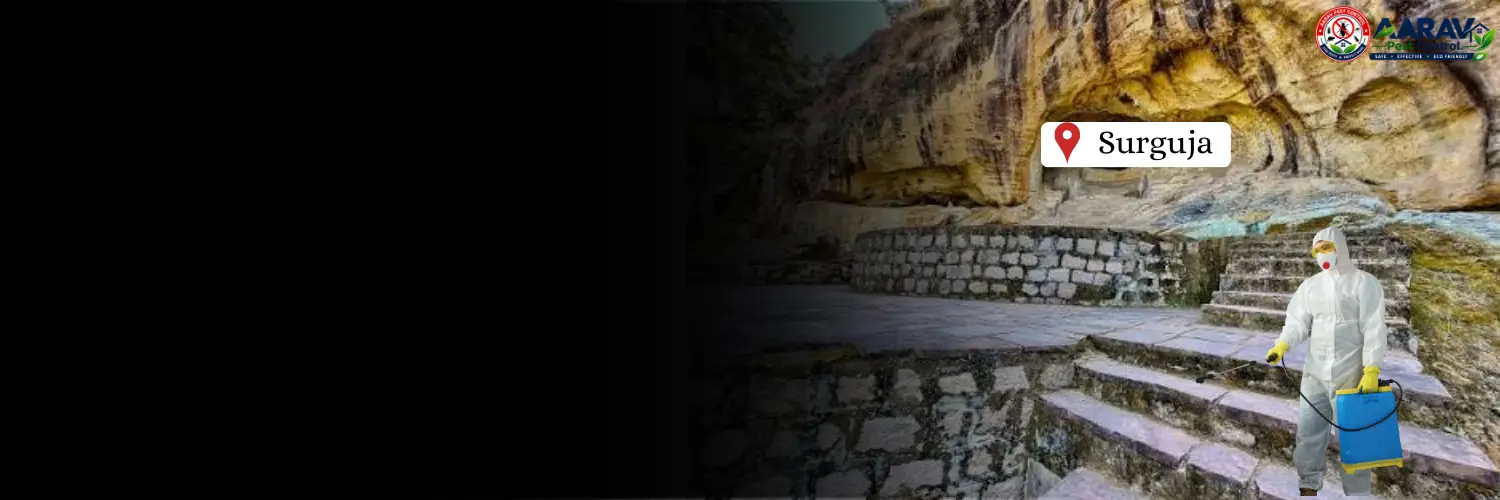 termite control in surguja, termite treatment in surguja, termite control surguja, termite treatment surguja, best termite control in surguja, professional termite control surguja, affordable termite treatment surguja, termite pest control surguja, termite exterminator surguja, termite removal service surguja, termite inspection surguja, termite prevention surguja, anti termite treatment surguja, pre construction termite treatment surguja, post construction termite treatment surguja, residential termite control surguja, commercial termite control surguja, termite control company in surguja, termite control service near me surguja, termite control price in surguja, termite treatment price in surguja, termite control cost surguja, termite treatment cost surguja, aarav pest control surguja, aarav pest control termite treatment.