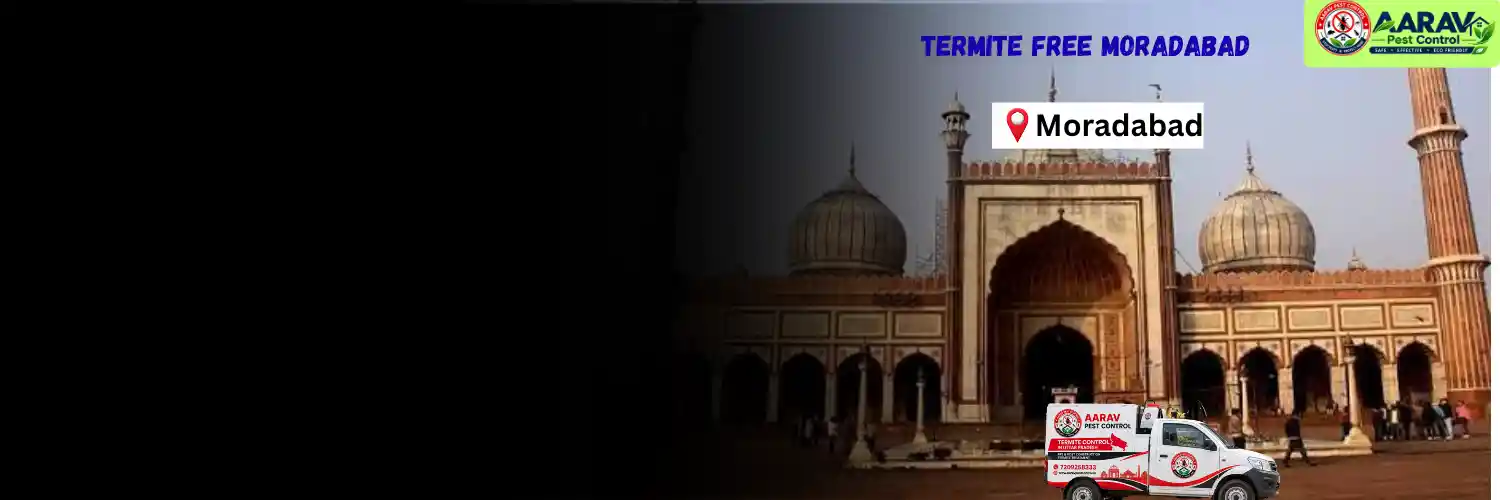 termite control in moradabad, termite treatment moradabad, termite protection service moradabad, termite pest control moradabad, termite control solution moradabad, termite inspection moradabad, termite infestation treatment moradabad, termite removal service moradabad, home termite treatment moradabad, commercial termite control moradabad, termite price in moradabad, termite treatment price moradabad, termite control price moradabad, termite charges moradabad, termite treatment cost moradabad, termite control company moradabad, termite service near me moradabad, termite treatment service moradabad, aarav pest control moradabad, termite control services uttar pradesh, termite treatment company uttar pradesh, termite protection services uttar pradesh, aarav pest control uttar pradesh.