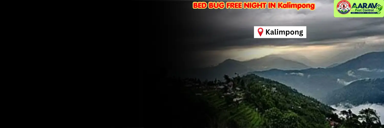 bed bug treatment in kalimpong, bed bug control service kalimpong, bed bug removal experts kalimpong, bed bug treatment price in kalimpong, bed bug control cost kalimpong, affordable bed bug pest control kalimpong, professional bed bug exterminator kalimpong, home bed bug removal kalimpong, hotel bed bug treatment kalimpong, mattress bed bug control kalimpong, bed bug infestation solution kalimpong, bed bug control in west bengal, kalimpong bed bug treatment service, aarav pest control kalimpong, aarav pest control bed bug removal