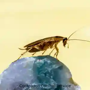 Cockroach Control Service