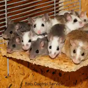 Rats Control Service