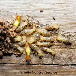 Termite Treatment Service