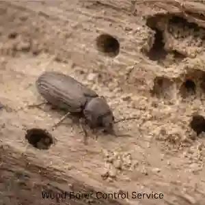 Wood Borer Control Service