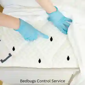 Bedbugs Control Service