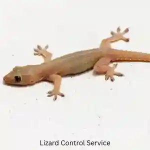 Lizard Control Service